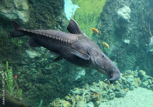 Sturgeon fish swims in the water