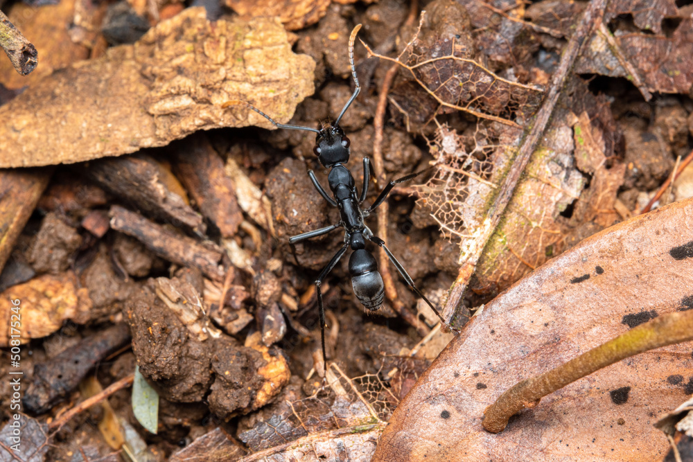 Neoponera apicalis ant macro close up Neoponera apicalis ant macro close up