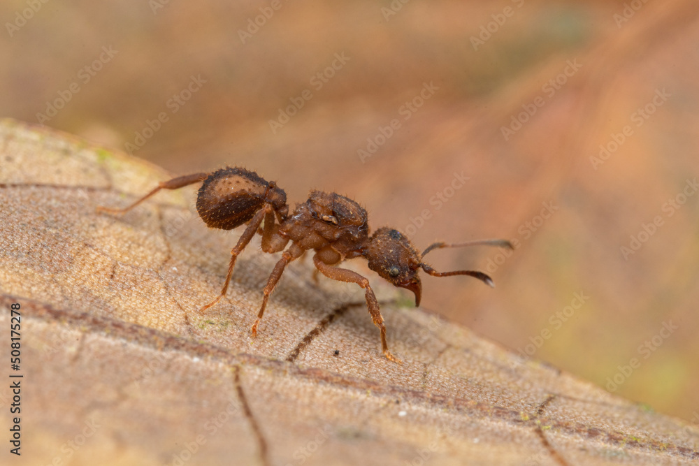 little fungus ant close up costa rica little fungus ant close up costa rica
