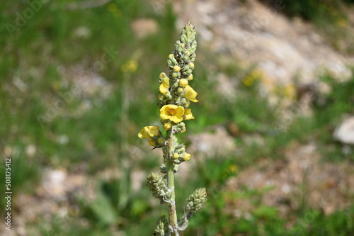 Verbascum sinuatum, commonly known as the scallop-leaved mullein, the wavyleaf mullein, or Candela regia, is a species of perennial herbaceous plants in the genus Verbascum, growing in heavy soils in  © DRBURHAN