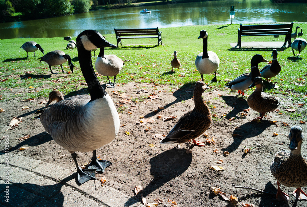 Fototapeta premium country goose and geese