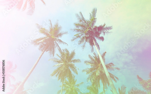 The baner tropical in Summer of Palm Trees Vintage - cloud sky summer tropical summer image background