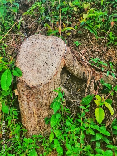 tree stump on forest. leftover of tree after timber.