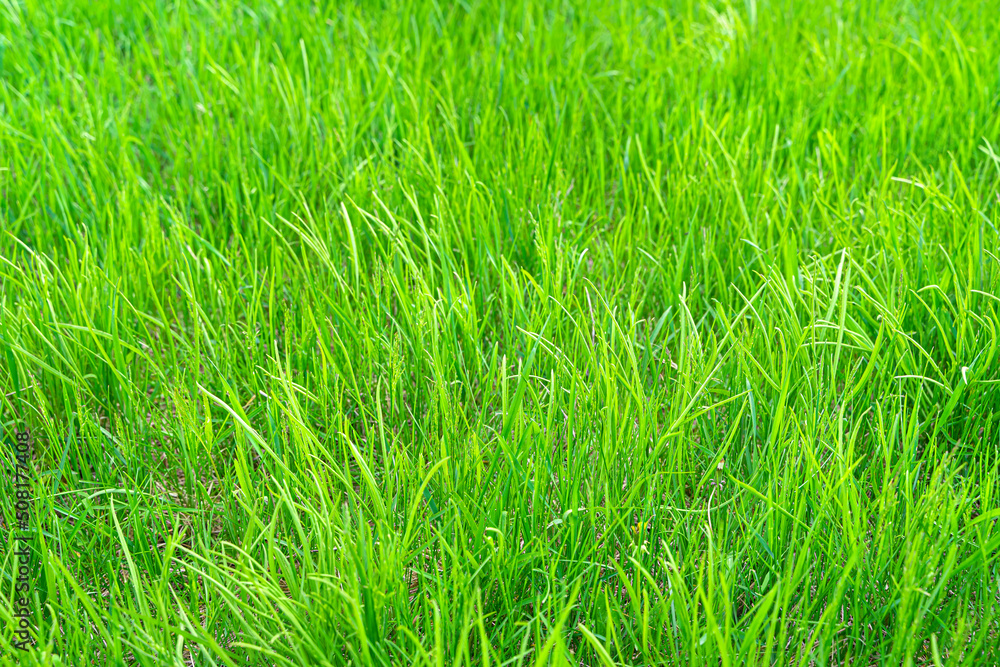 Green juicy grass in the sunlight. Summer, meadow grass. Horizontal view. Green juicy grass in the sunlight. Summer, meadow grass. Horizontal view.