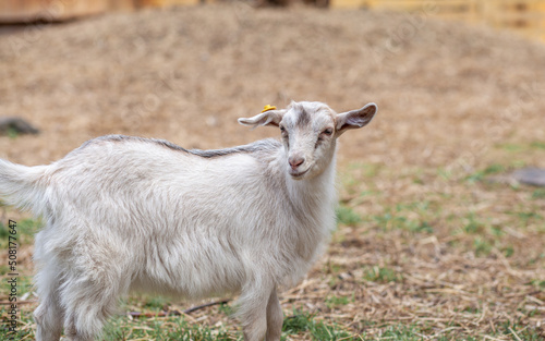 A small goat on the farm grazes and plays. Breeding goats and sheep. Housekeeping.