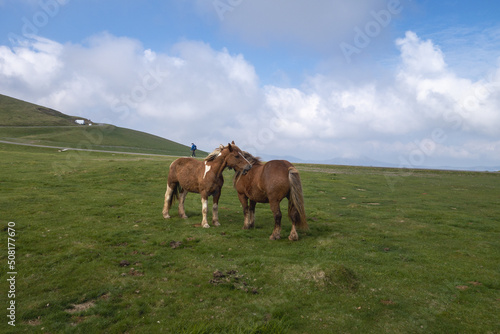 Route du chemin de Compostelle, passage du col de Roncevaux avec randonneurs et chevaux en liberté.