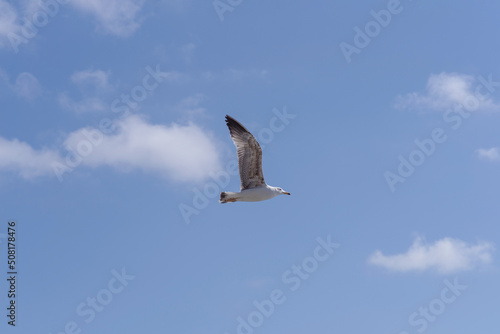 An young Yellow-legged seagull flying over a blue sky