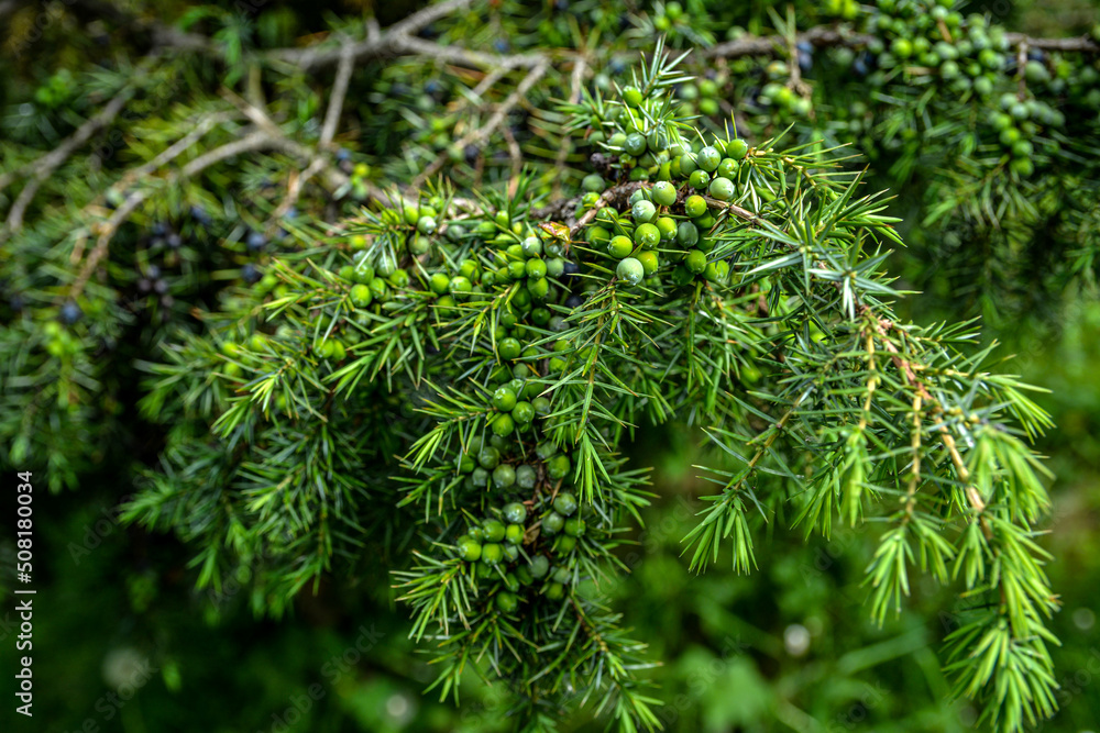 A branch of junpier with berries in different ripening stages A branch of junpier with berries in different ripening stages