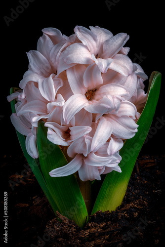 A pink hyacinth flower bud emerges from the soil.