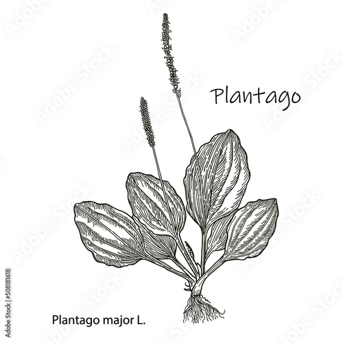 Great plantain. Plantago major - medicinal plant. Hand drawn botanical vector illustration