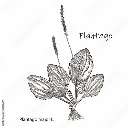 Great plantain. Plantago major - medicinal plant. Hand drawn botanical vector illustration