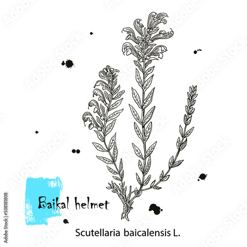 Scutellaria baicalensis - Siberian herbs. Handdrawn Illustration - Health and Nature Set photo