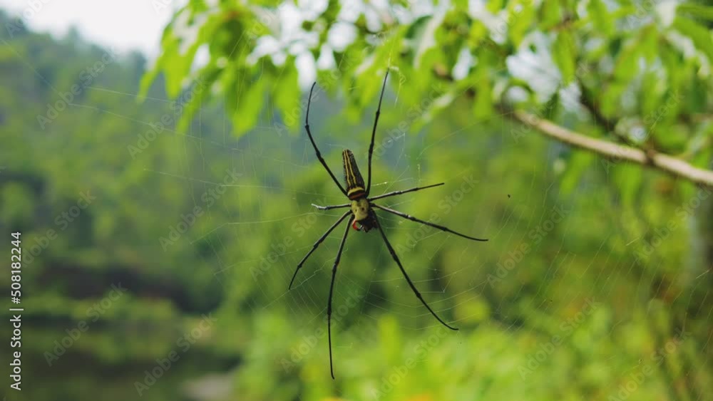 Golden Orb Web Spider in Tropical Jungle High Quality Insects Life 4K Footage. Thailand. Golden Orb Web Spider in Tropical Jungle High Quality Insects Life 4K Footage. Thailand.