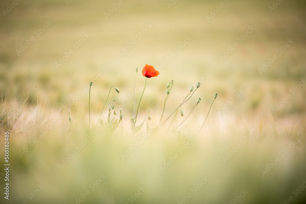 Naklejka premium cornfield poppy