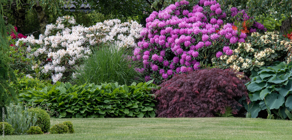 Fototapeta premium Ogród pełen kwiatów, kwitnących różaneczników ,hostii i pięknego klona palmowego na rabacie w niesamowitym ogrodzie z zadbanym trawnikiem