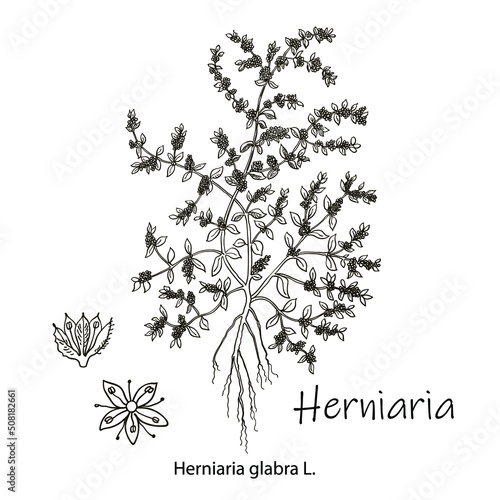 Herniaria glabra, medicinal plant. Hand drawn botanical vector illustration