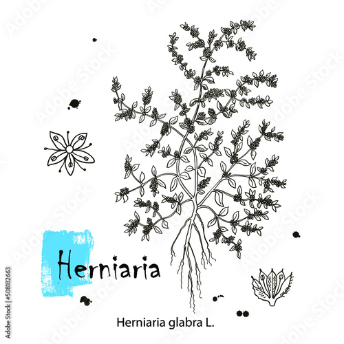 Herniaria glabra, medicinal plant. Hand drawn botanical vector illustration
