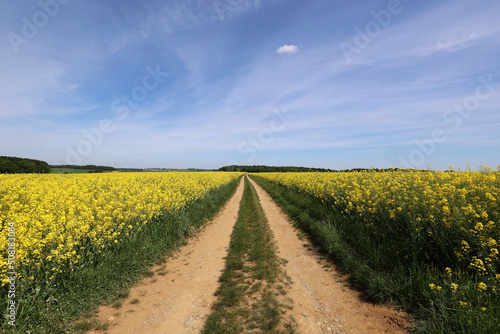 Fototapeta Naklejka Na Ścianę i Meble -  Beautiful spring landscape with blooming rapeseed fields