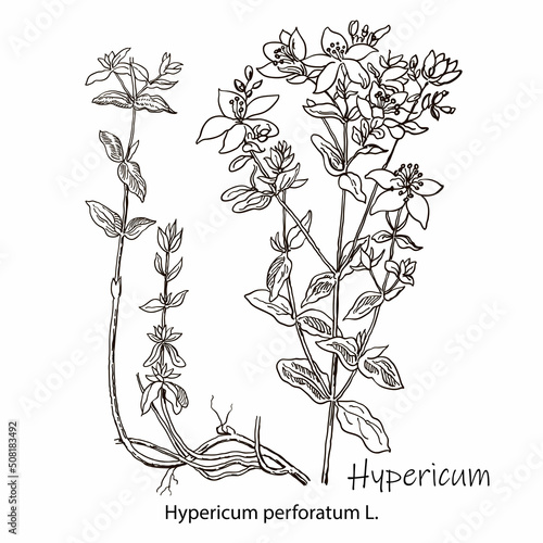 Isolated hypericum wild flower and leaves. Herbal engraved style illustration. Detailed botanical sketch for tea, organic cosmetic, medicine, aromatherapy photo