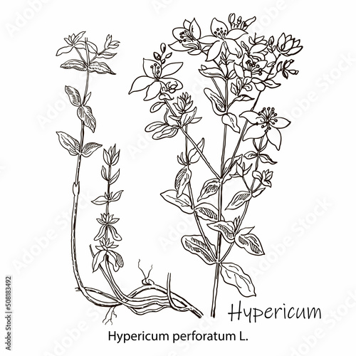 Foto Isolated hypericum wild flower and leaves