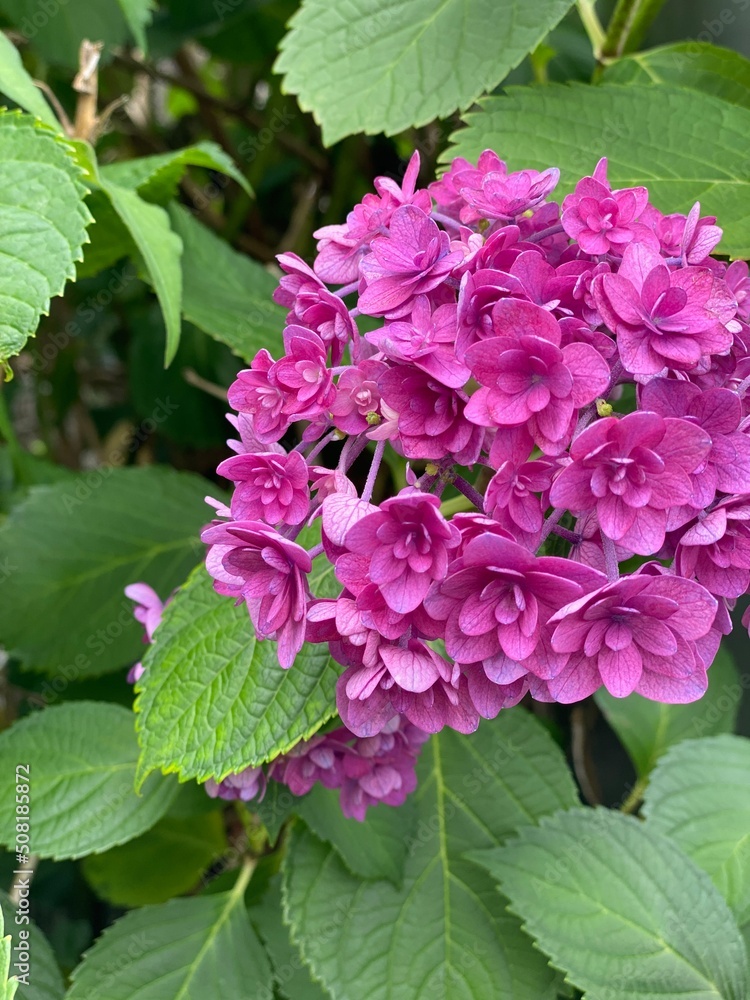 hydrangea season in Tokyo, street of Nezu Japan year 2022 June 1st hydrangea season in Tokyo, street of Nezu Japan year 2022 June 1st