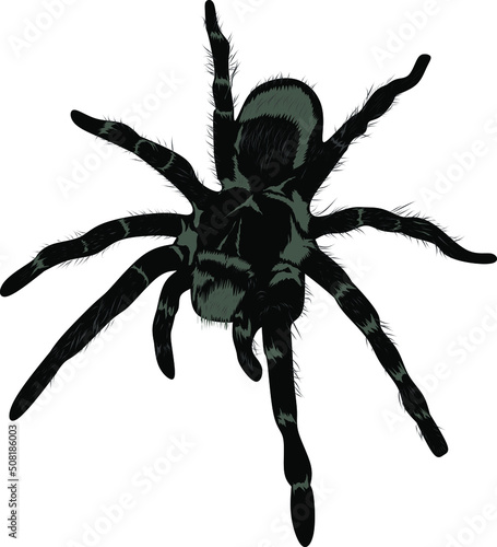 Tarantula dangerous animal illustration vector