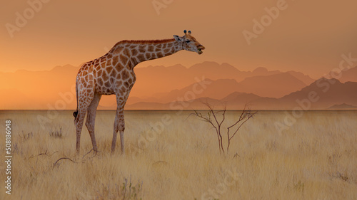 Photos Giraffe walking in yellow grass - Group of zebras on the yellow meadow at Etosha
