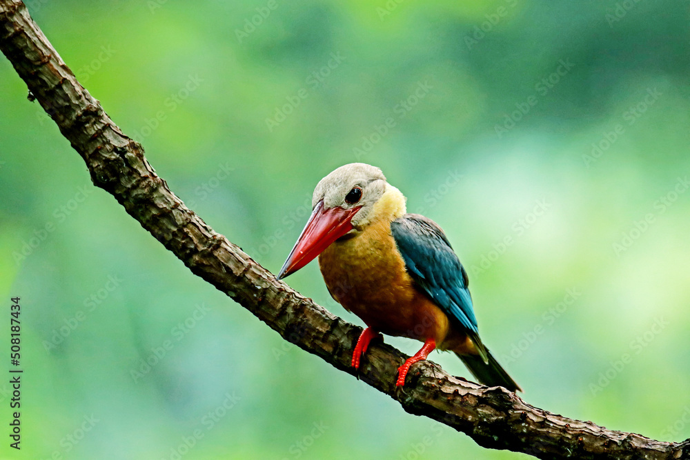 The Stork-billed Kingfisher on a branch