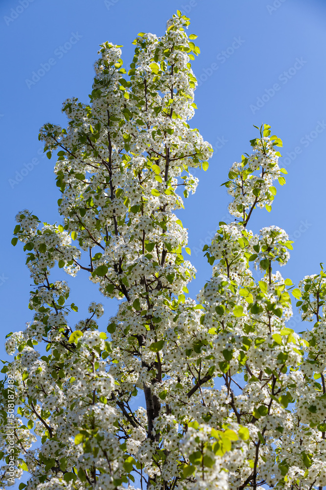A white cherry blossom, japanese sakura tree in spring. Flowering trees against the blue sky