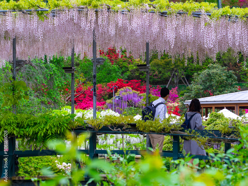 People walking on a bridge with light pink Japanese wisteria trellis (Ashikaga, Tochigi, Japan) photo