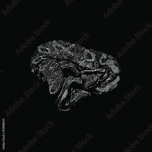 Ball Python hand drawing vector illustration isolated on black background