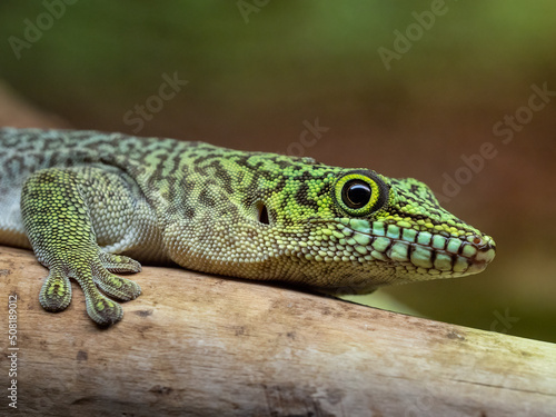 Standing s day gecko  Phelsuma standingi