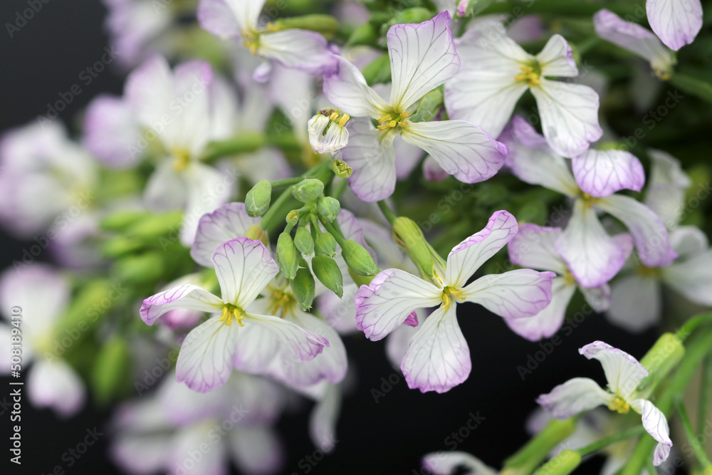 Bunch of Japanese spicy radish flower head, cute macro close up photography. Bunch of Japanese spicy radish flower head, cute macro close up photography.