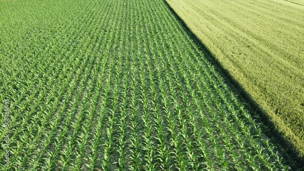 Europe , Italy drone aerial view of agricultural field in the countryside cultivated with wheat and cobs - rising cost of wheat and grains raw materials worldwide - inflation and rising cost of living Europe , Italy drone aerial view of agricultural field in the countryside cultivated with wheat and cobs - rising cost of wheat and grains raw materials worldwide - inflation and rising cost of living
