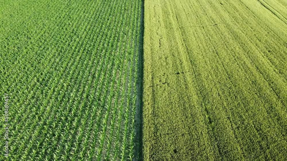 Europe , Italy drone aerial view of agricultural field in the countryside cultivated with wheat and cobs - rising cost of wheat and grains raw materials worldwide - inflation and rising cost of living Europe , Italy drone aerial view of agricultural field in the countryside cultivated with wheat and cobs - rising cost of wheat and grains raw materials worldwide - inflation and rising cost of living