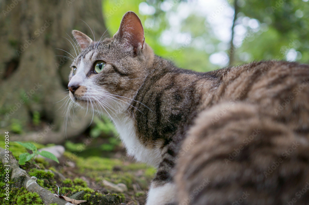 Mackerel Tabby White And Gray Striped Cat Blue Gray Striped Cat