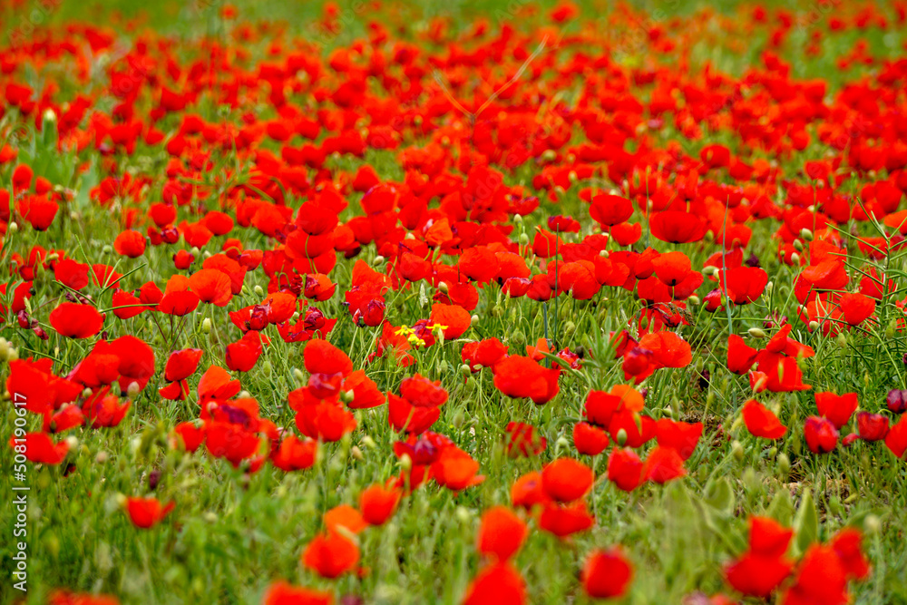 Corn poppy flower field close up view