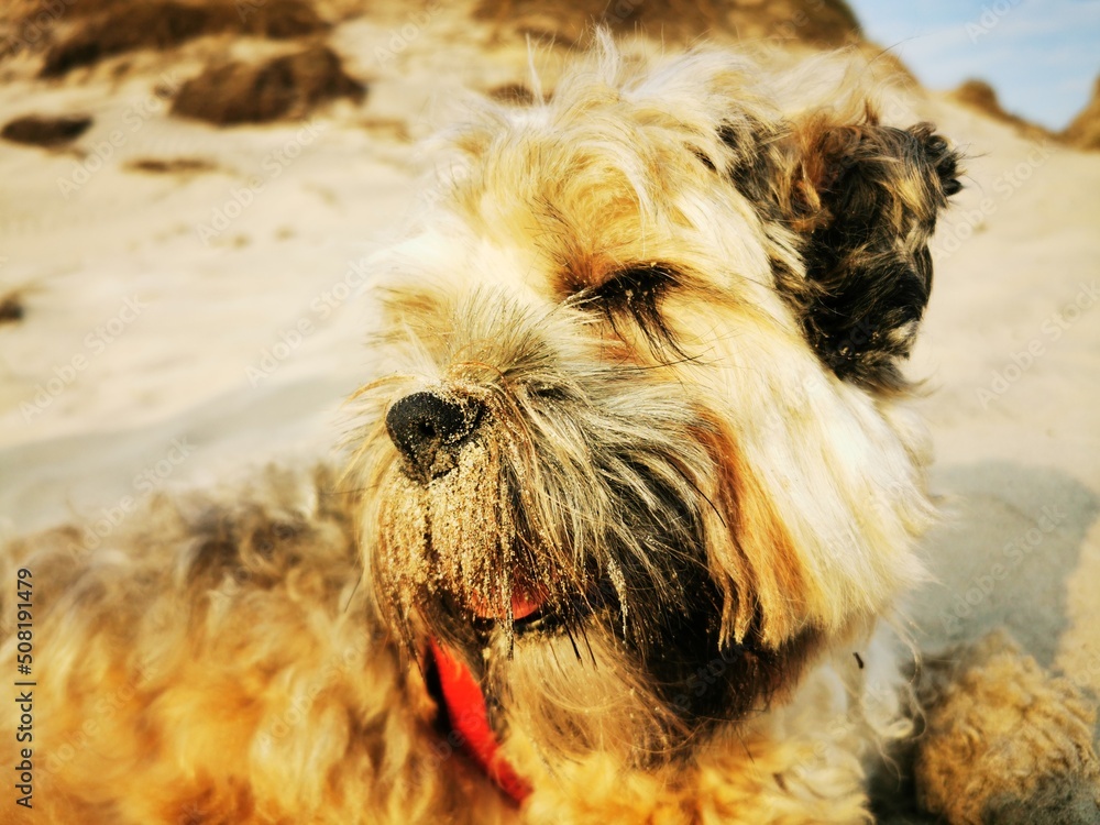 Close up of a Dog, Dog in the sand, Dog on the beach