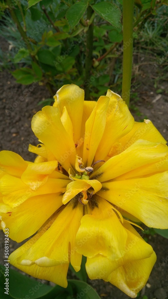 Fototapeta premium yellow flower in the garden