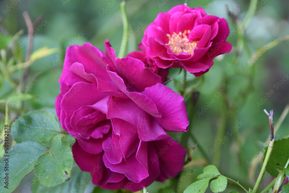 Flowering Red Rose Bushes Blooming in a Garden Flowering Red Rose Bushes Blooming in a Garden