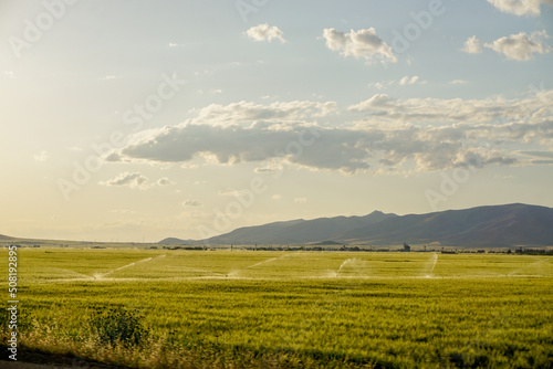 Green wheat ear fields at sunset © Mehmet Doruk Tasci