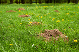 Molehills on lawn in the garden. Damaged lawn. Plague of mole hills