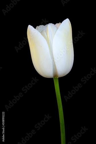 Isolated tulip on a black background