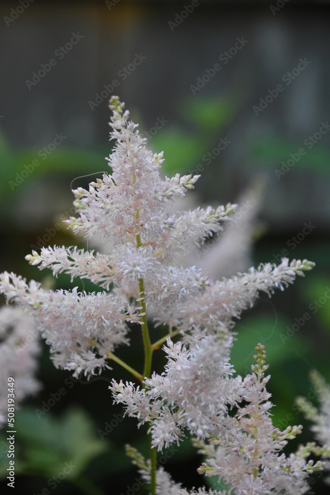 Pretty Light Pink Astilbe Flowers Blooming in a Garden Pretty Light Pink Astilbe Flowers Blooming in a Garden