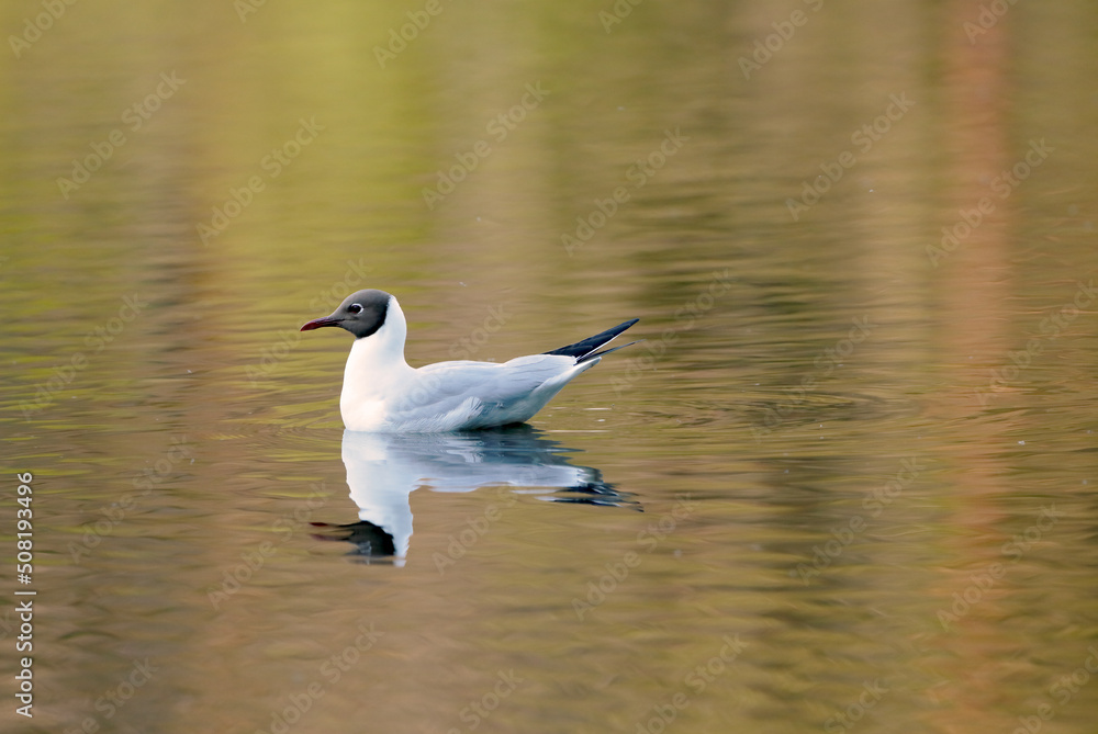 Black-headed gull swimming on a lake in the late evening light Black-headed gull swimming on a lake in the late evening light