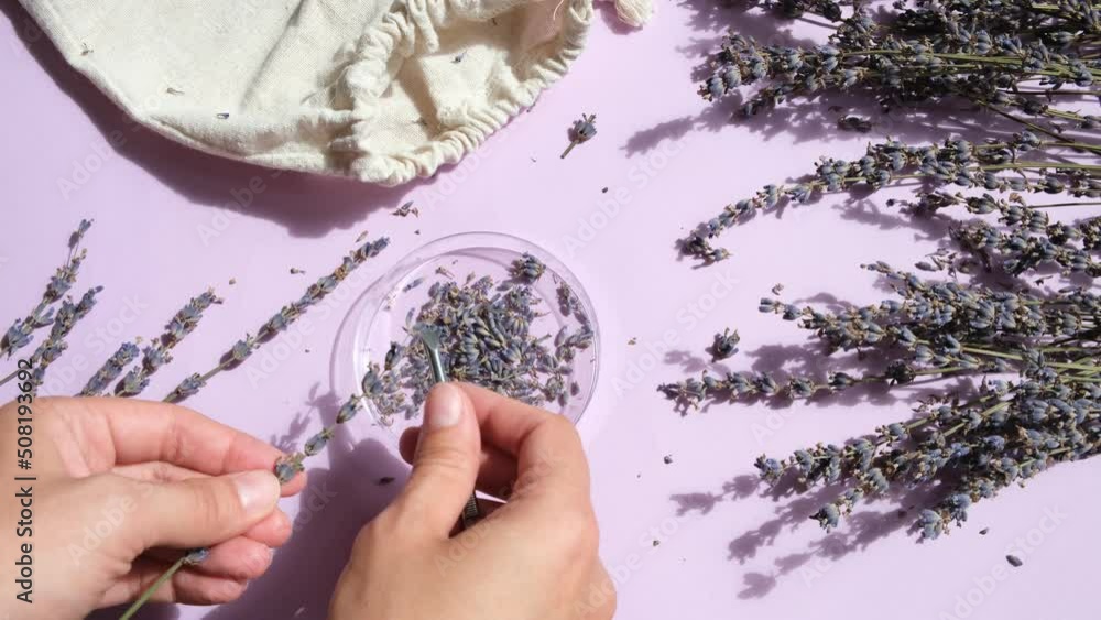 Vídeo do Stock Dry lavender and fresh lavender flowers. Top view.lavender flowers for sachets