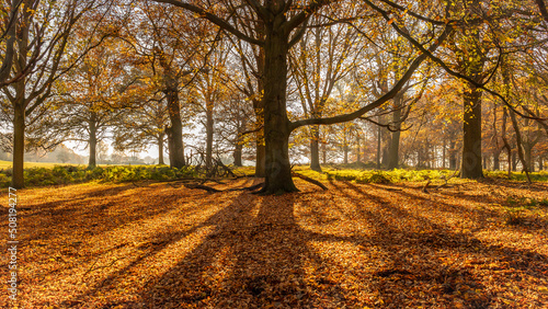 An autumnal scene with a tree in the centre and the sun directly behind it casting shadows across the carpet of fallen leaves towards the viewer