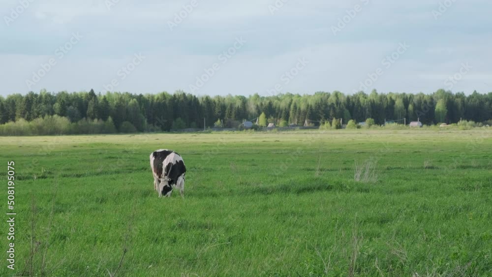 Cow in the pasture. Black and white cow grazing on the lush green grass. Natural feeding. 4K video. Cow in the pasture. Black and white cow grazing on the lush green grass. Natural feeding. 4K video.