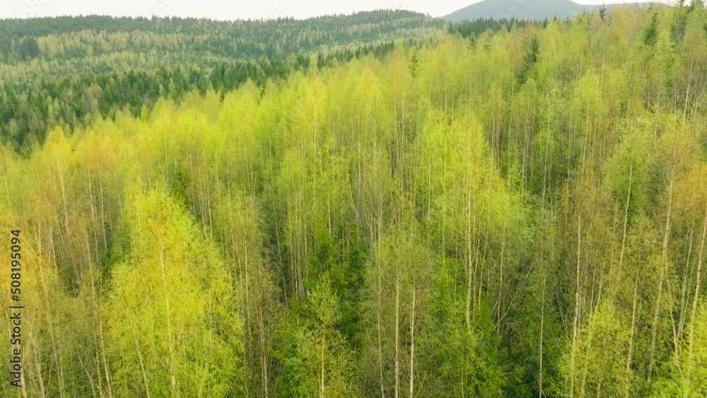 Forest tree sun morning aerial mountains view pine wood magic nature Forest tree sun morning aerial mountains view pine wood magic nature