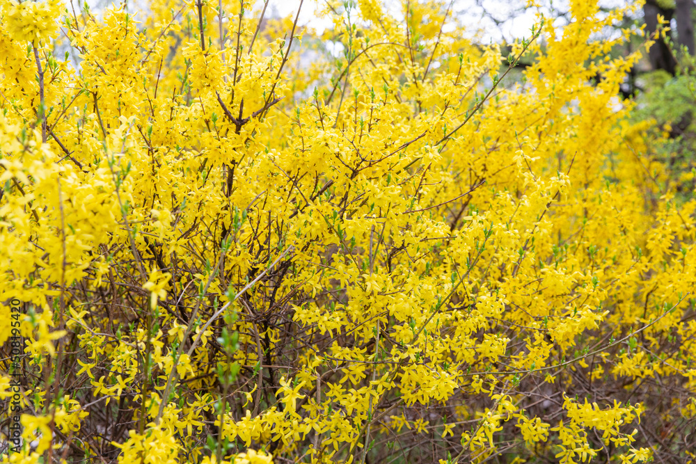 nature, gardening and flora concept - forsythia bush with yellow flowers in spring garden